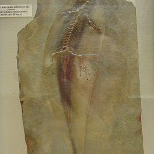 Sharovisaurus karatauensis