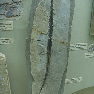 Ptilophyllum caucasicum leaf