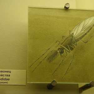 Jurassic Lake fly reconstruction