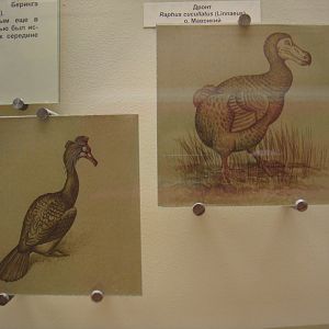 Spectacled cormorant and Dodo reconstructions