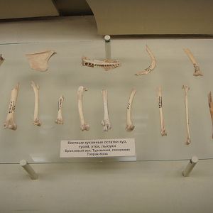 Bird bones from Bronze Age settlement