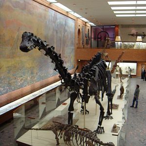 Mesozoic hall