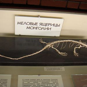 Varanoid lizard skeleton