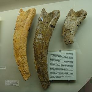 Therizinosaurus cheloniformis claws