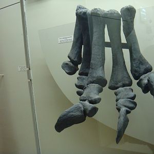 Diplodocus pes (cast)