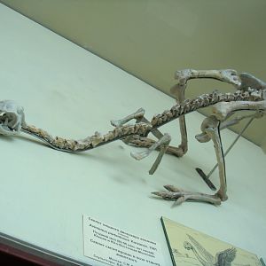 Avimimus portentosus skeleton (model)