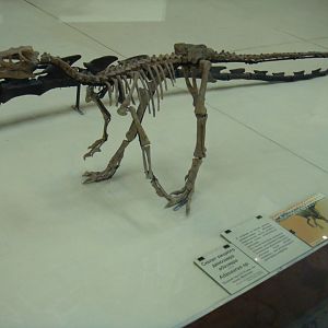Adasaurus sp. skeleton (model)