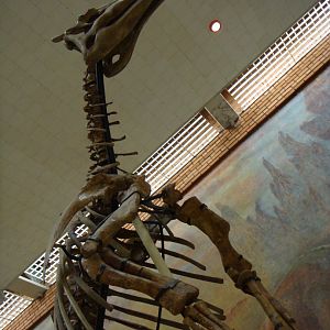 Saurolophus angustirostris