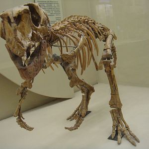 Psittacosaurus skeleton