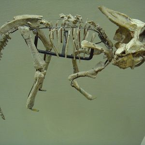 Juvenile Protoceratops skeleton