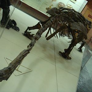 Talarurus plicatospineus