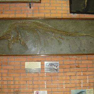 Stenopterygius quadriscissus