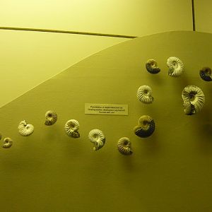 Deshayesites deshayesi