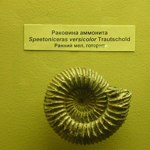 Speetoniceras versicolor