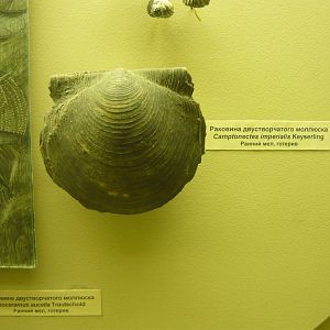 Camptonectes imperialis