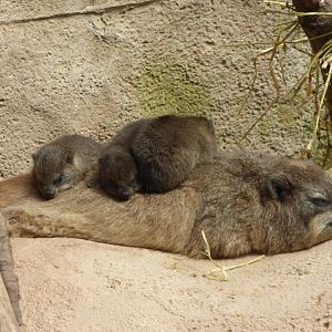 Rock Hyrax Pup
