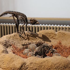 Dino-nest