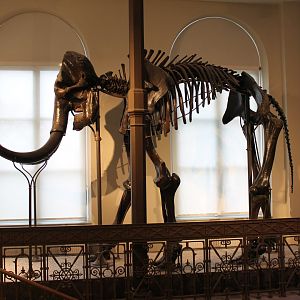 Mamoth
