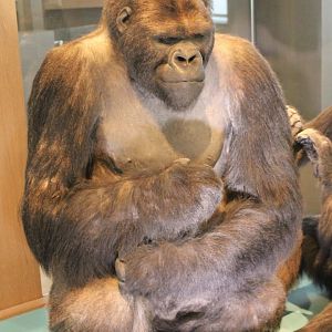 Gorilla specimen