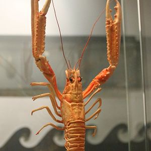Crustacean
