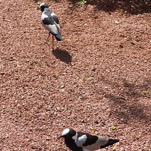 Chester's Pair of Blacksmith Plover