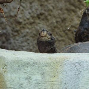 Giant Asian Pond Turtle