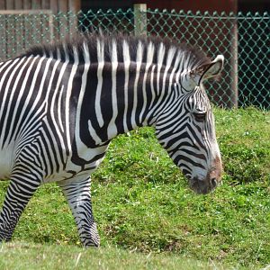 Okoth the new Zebra