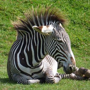 Angus the Grevy's Zebra