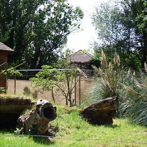 Sectioned off part of Agouti enclosure (Former Giant Anteater and Kangaroo)