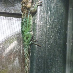 Antiguan Anole