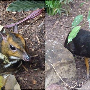 Chester's Mouse Deer Pair in the Tropical Realm