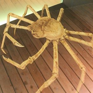 Spider crab