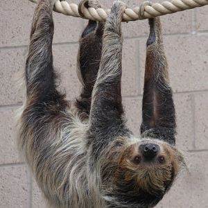 Two Toed Sloth