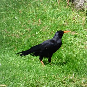Red-billed Chough