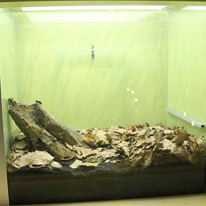 Enclosure Flower beetle