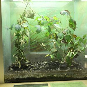 Enclosure Extatosoma tiaratum