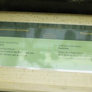 Sign Extatosoma tiaratum