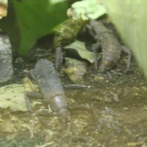 Eurycantha calcarata