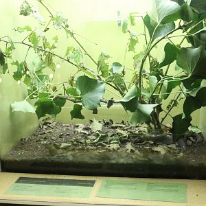 Enclosure Eurycantha calcarata