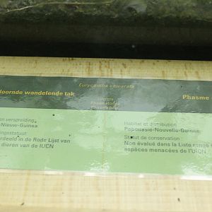 Sign Eurycantha calcarata