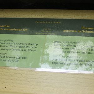 Sign Peruphasma schultei