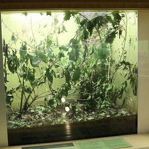 Enclosure Peruphasma schultei