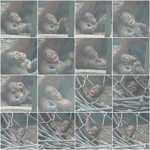 The many faces of Tombol