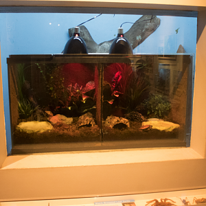 Jul. 2017 - World of the Insect - Black-breasted Leaf Turtle Exhibit (New)