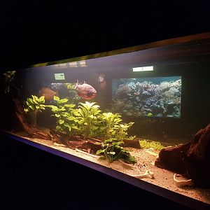 Aquarium Piranha