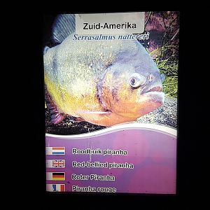Sign Red-bellied piranha