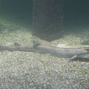 Small-spotted catshark