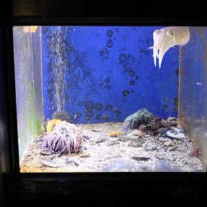 Small Sepia-aquarium