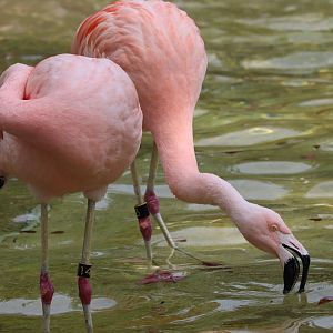 Cleveland Zoo - Chilean Flamingo
