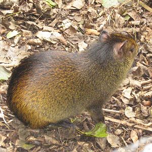 Black-rumped Agouti August 09